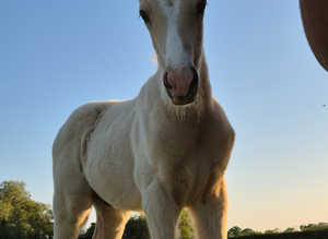 Welsh x Thoroughbred colt