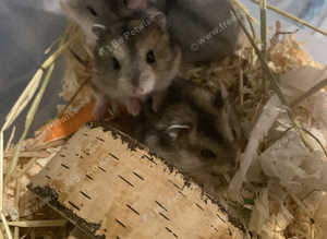 Really Cute Baby Dwarf Russian Hamsters