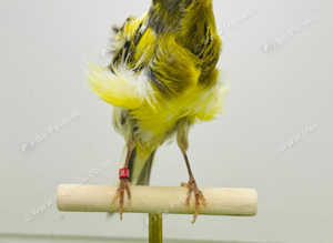 Canaries