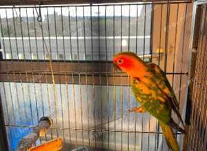 2 sun conures