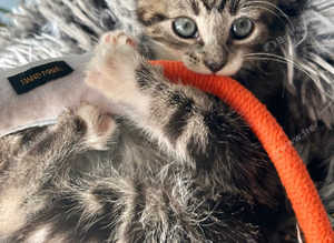 RAGDOLL MIX MALE KITTEN READY NOW