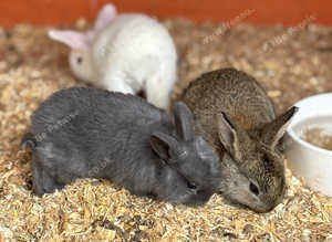 Rabbits