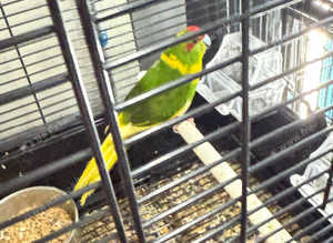Baby kakariki Glasgow