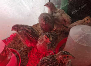Japanese quails