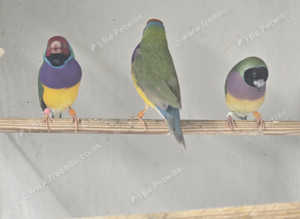 Goldains finches