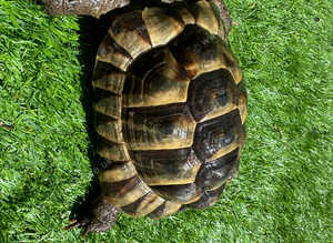 Marginated (Male Tortoise)