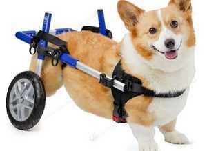Wheels4dogs