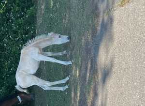 Palamino p/b NF filly