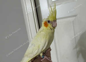 Cockatiel Lutino for sale
