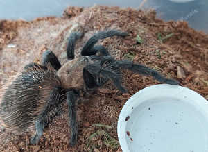 Tliltocatl verdezi - Mexican Rose/Grey Tarantula