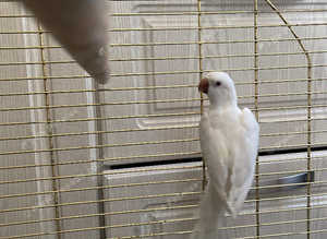 Albino quacker