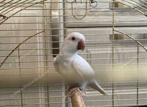 Albino quackers