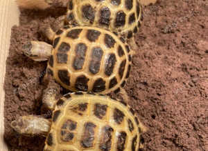Baby Tortoise - with fully set up new home & accessories