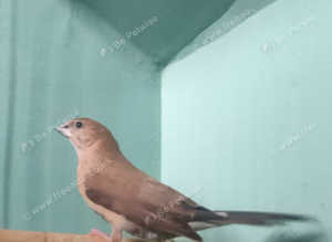 Young Indian silverbill 12 weeks