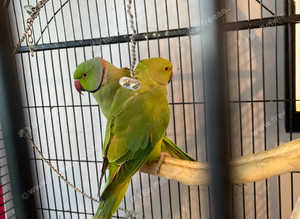 Ringnecks