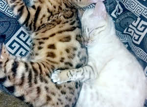 Savannah  female 2900 white mink savannah male 2550