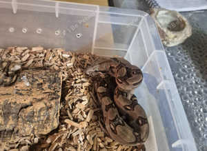 Baby boa constrictor