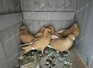 Roller pigeon