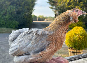 Araucana point of lay pullets