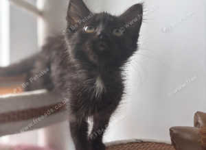Female British short hair cross dsh