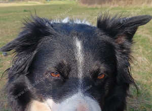 Stud long hair border collie dog stud fee £500.00