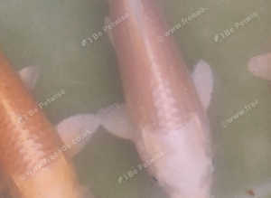 Standard grade koi for sale