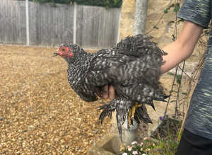 Pekin Bantam Hens - almost 3 months old
