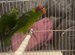 Baby iris lorikeets rare birds