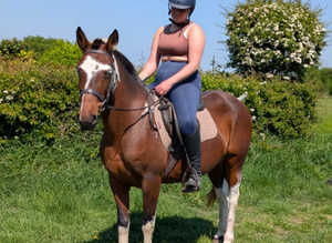 Tobiano 14hh super quiet mare