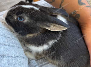 Female Netherland dwarf