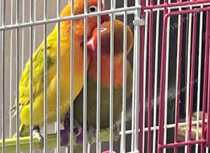 Pair lovebirds bargain price today only offer