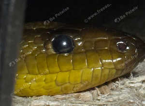 Australian woma female