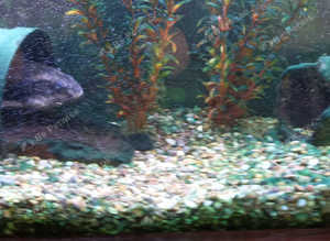 STILL FOR SALE 2 x Raphael Female Catfish over 12 years old 8 inches long for £40 each or £80 both