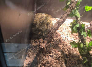 Yellow Anaconda