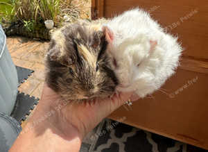 Now Reserved . 2 Pretty female baby guinea pigs.