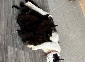 Kittens for sale