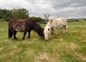 Two lovely Shetlands to share