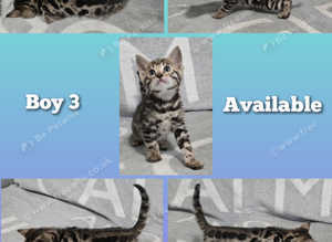 RESERVED brown bengal boy
