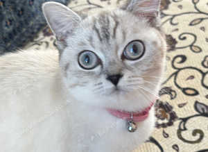 British short hair mixed Chinchilla kitten