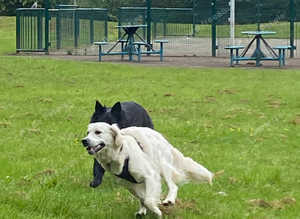 Dog Walking Services.