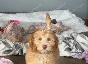 1 apricot cockapoo boy