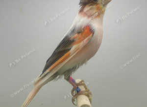 Harlequin canaries