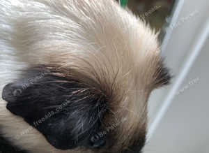 Beautiful satin male Californian Guinea pig