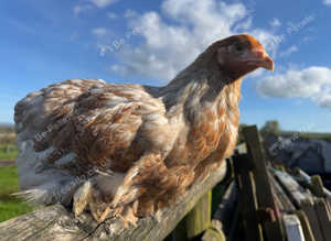 Brahma point of lay pullets