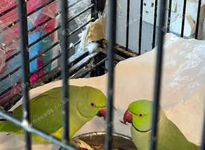 Green ringnecks