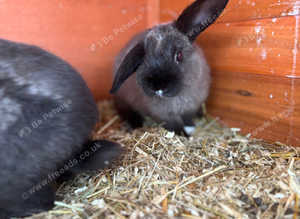 Lop babies