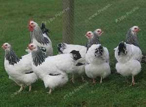 Light Sussex point of lay pullets