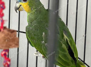 Orange wing Amazon