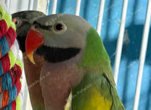 Parrots Glasgow