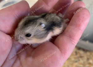 Really cute baby Russian hamsters